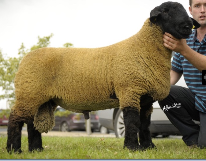 Baileys Balotelli.jpg