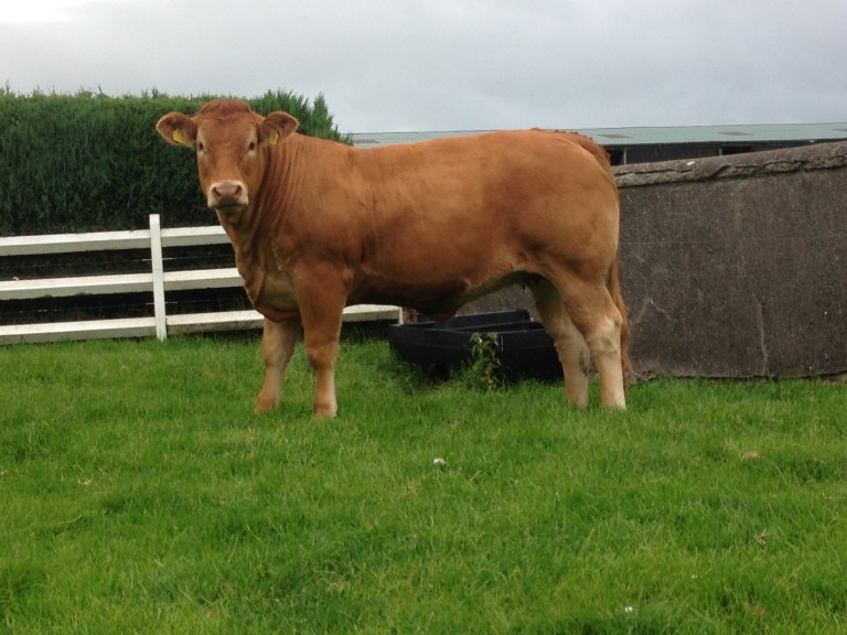 Castlecroft Juliette