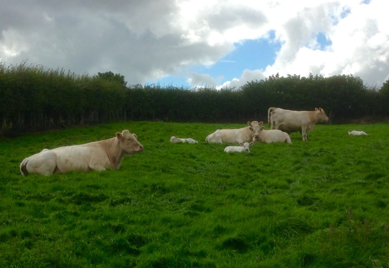 Group of Cows & Calves.jpg