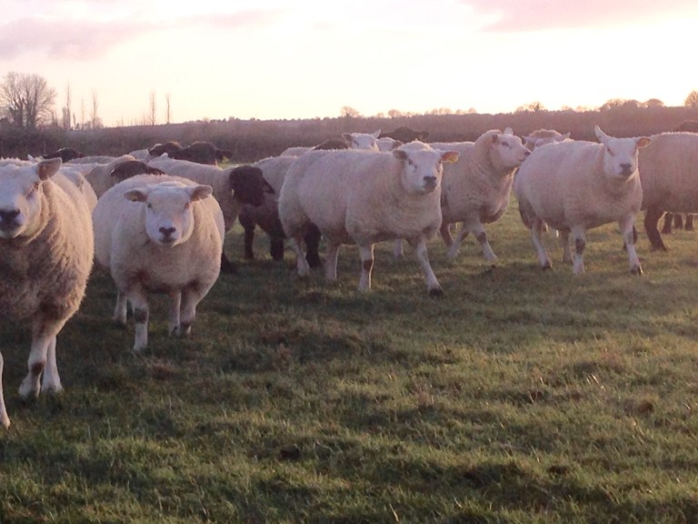 group of ewes.jpg