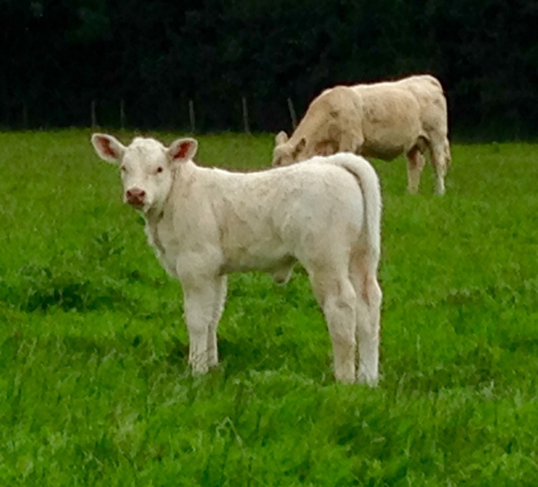 H.P heifer calf