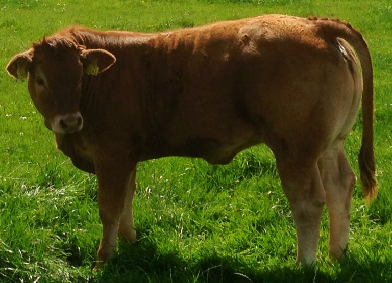 Heifer Calf.jpg