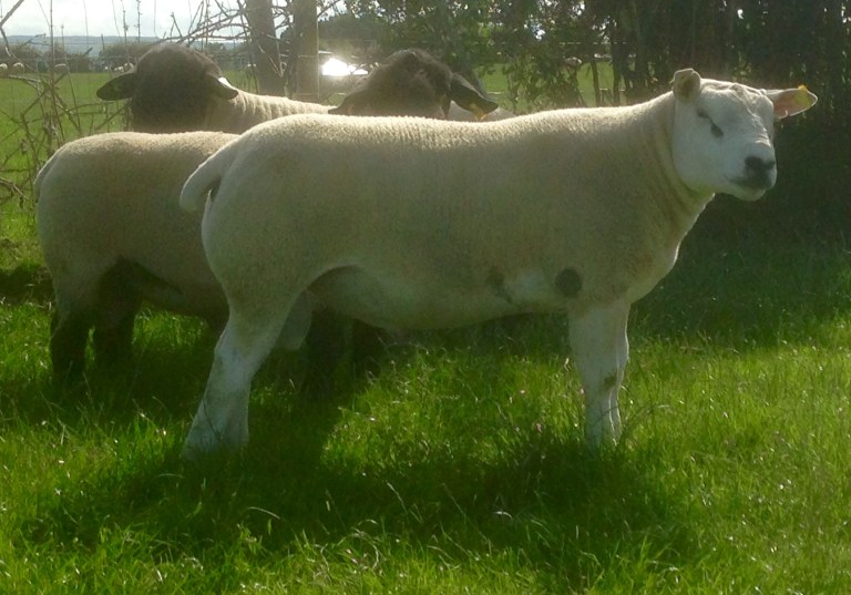 Hogget Ram